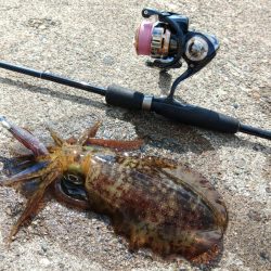 越前デイエギング